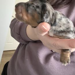 Black tan dapple male - Dapple male Dachshund puppy in Ironton, Missouri from Kalua's Doxies