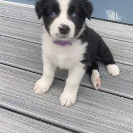 Blaze - Australian Shepherd puppy in Palmer, Massachusetts from Lil' Blue Blessings
