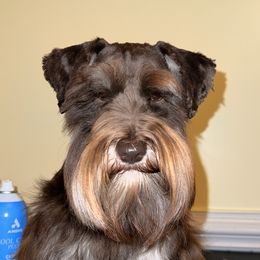 Kruger - Miniature Schnauzer
