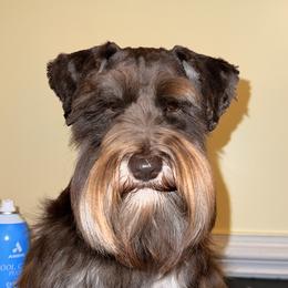 Kruger - Miniature Schnauzer