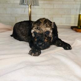 Brownie - Red phantom male Aussiedoodle puppy in Nottingham, Pennsylvania from Nottingham Aussiedoodles