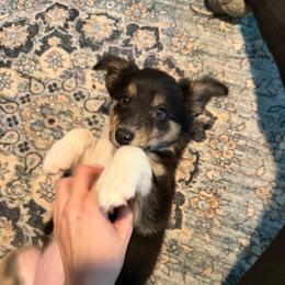 Celine - Tri-color female Border Collie puppy in Decatur, Alabama from Phantom Border Collies