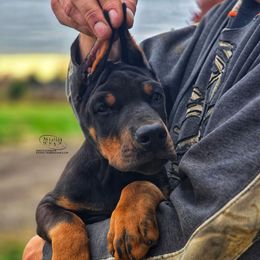 Ignat - Black and rust male Doberman Pinscher puppy in China Township, Michigan from Snell's Superior Kennel Dobermann & GSP