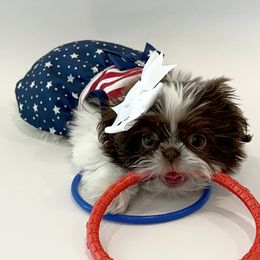 Shih Tzu Puppies from Arizona Sunrise Shih Tzus