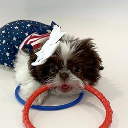 Shih Tzu Puppies from Arizona Sunrise Shih Tzus