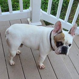 American Bulldog and French Bulldog All Grown Up from EliAna Kennels