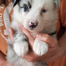 Australian Shepherds from Cypress Lake Ranch