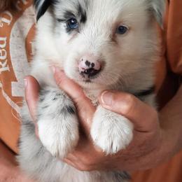 Australian Shepherds from Cypress Lake Ranch