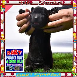 BART -- Funny -- Happy pup - Black male German Shepherd puppy in Murrieta, California from Diamond Oaks German Shepherds