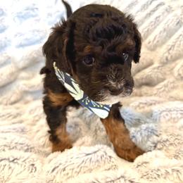 Fred - Tri-color male Cavapoo puppy in Provo, Utah from Hales Wagging Tails