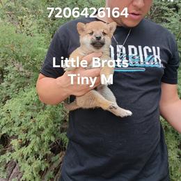 Red - Red male Shiba Inu puppy in Colorado Springs, Colorado from Little Brats