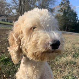Acer - Goldendoodle