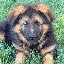 Wyatt - Black and red male German Shepherd puppy in Walla Walla, Washington from Silver Knight Shepherds