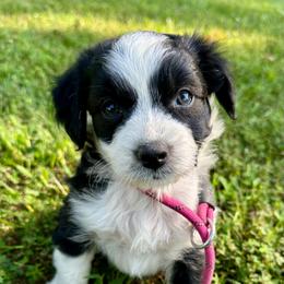 Girl 6 - Black and white female Aussiedoodle puppy in Hillsboro, Illinois from Perfect Paws Puppies