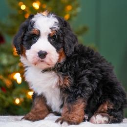 Peter - Tri-color male Bernedoodle puppy in Dundee, Ohio from Down Home Doodle