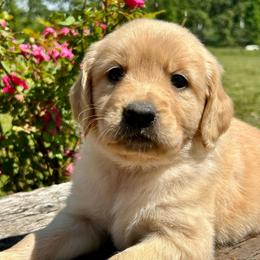 Precious - Golden female Golden Retriever puppy in Doniphan, Missouri from Stockford’s Golden Retrievers