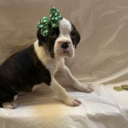 Kelly Clarkson - Brindle female Boxer puppy in Willard, North Carolina from Boone’s Boxers of North Carolina