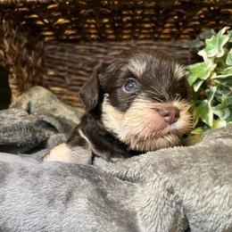 Duces (White) - Liver male Miniature Schnauzer puppy in Hemet, California from Feshia's Miniature Schnauzers