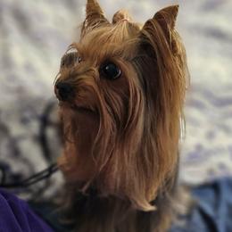 Harley - Yorkshire Terrier