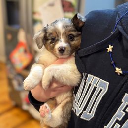 Sprinkles - Blue merle Miniature Australian Shepherd puppy in Harpers Ferry, West Virginia from Carter's Cuties