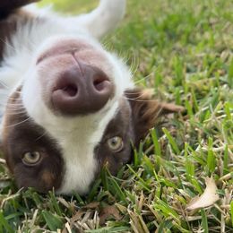Remi - Australian Shepherd