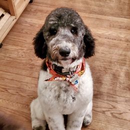 Poodle All Grown Up from Apricity Poodles