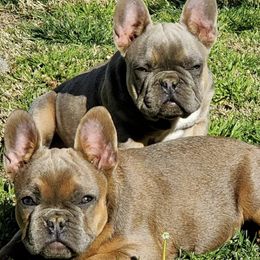 French Bulldogs from Garcia Bullies 831
