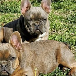 French Bulldogs from Garcia Bullies 831