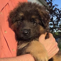 Prescott - Black and red male German Shepherd puppy in Columbus, Indiana from Stony Lonesome GSD