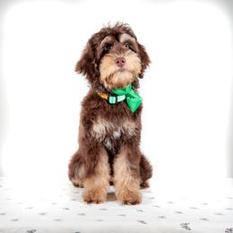 Green Collar Girl - Chocolate female Australian Labradoodle puppy in Statesville, North Carolina from Rose Cottage Labradoodles