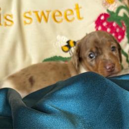 Briar - Dapple male Dachshund puppy in Tarrant County, Texas from Louis' Litters