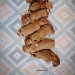 Cavalier King Charles Spaniel Puppies from Royalton Cavaliers