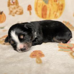 Jimi - Black tri male Toy Australian Shepherd puppy in Shepherd, Texas from GAMALA Farm & Kennels