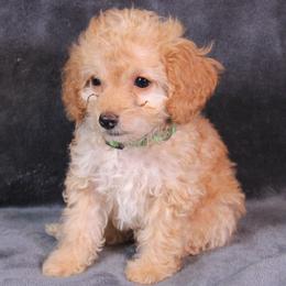 Sage - Apricot female Cavapoo puppy in Spring, Texas from Quentin