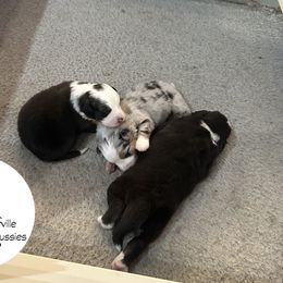 Australian Shepherd Puppies from Cedarville Aussies