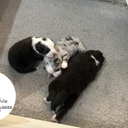 Australian Shepherd Puppies from Cedarville Aussies