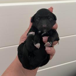 Purple girl - Black and white female Companion Cross puppy in Calimesa, California from Teakwoodpoodleofsocal