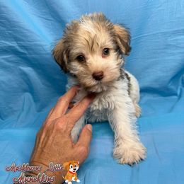 Sailor - Parti male Schnoodle puppy in Pisgah, Alabama from Mashburns Little Munchkins