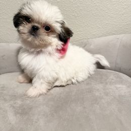 Girl (Pink Bow) - Black gold and white female Shih Tzu puppy in National City, California from NCStellarPuppies