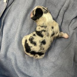 Gabbie - Blue merle female Australian Shepherd puppy in Mount Vernon, Texas from RJ's Aussie Posse