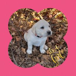 Labrador Retriever, Mastiff, and Miniature Australian Shepherd Puppies from Blackberry Cabin Farms
