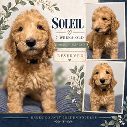 Sienna - Apricot female Goldendoodle puppy in Macclenny, Florida from Baker County Goldendoodles