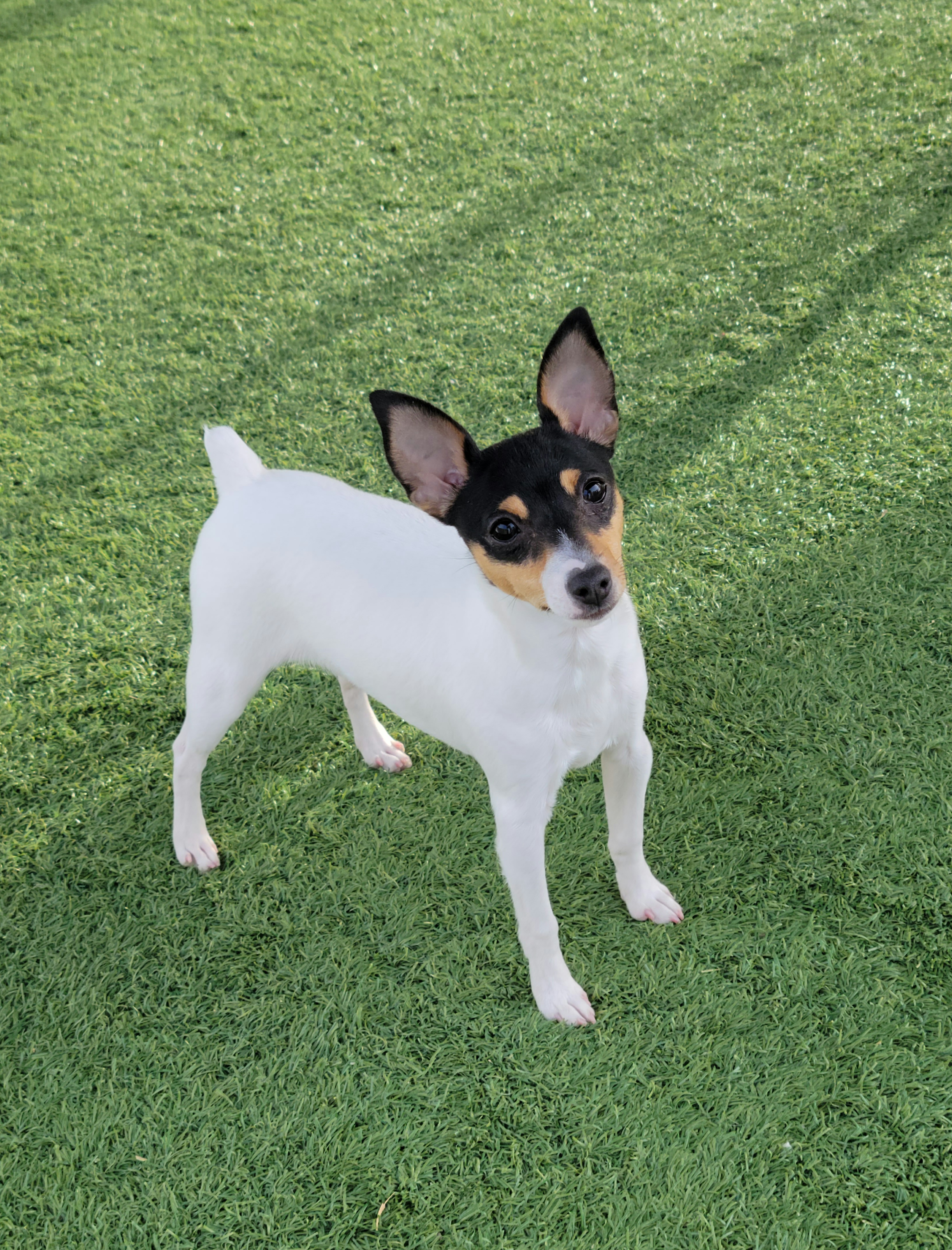 Mudi and Toy Fox Terrier All Grown Up from JANUS SHOW DOGS "Mudis"