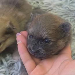 Bluey - Blue brindle male Pomeranian puppy in Fort Worth, Texas from Picture Perfect Poms