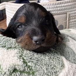 Male 3 - Black and tan male Dachshund puppy in Delta, Colorado from Weinderful Dachshunds