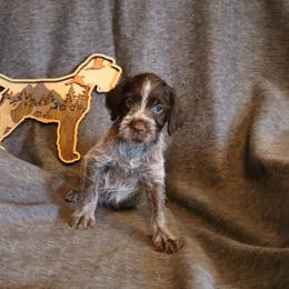 Red - Brown and gray male Wirehaired Pointing Griffon puppy in Afton, Wisconsin from Daehler's Wirehaired Pointing Griffons