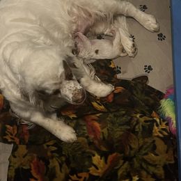 Clumber Spaniel Puppies from Briton Clumber Spaniels