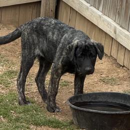 Miss pink - Brindle female Anatolian Shepherd Dog puppy in Ozark, Missouri from Swan Falls Farm