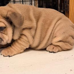 Blue fawn - Fawn and white male Bulldog puppy in Frankfort, Kansas from Diamond In The Ruff