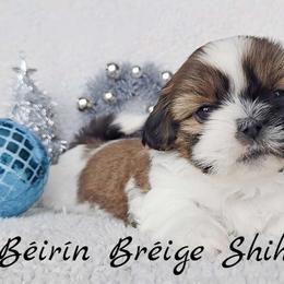 MAX - ADOPTED! - Red and white male Shih Tzu puppy in Middle Grove, New York from Beirin Breige Shih Tzus